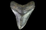 Bargain, Megalodon Tooth - North Carolina #76303-1